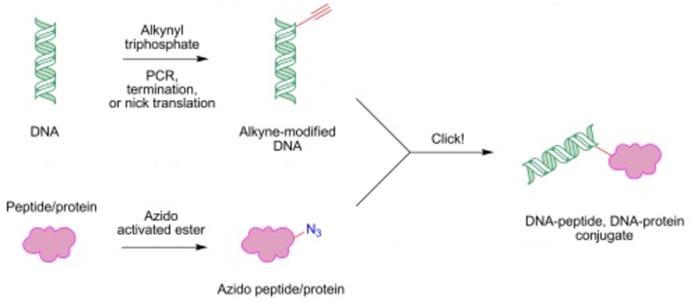 click chemistry construction of peptide-dna conjugates